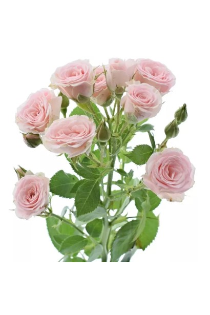 Троянда спрей Лідія – світло-рожевий колір